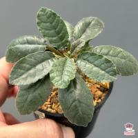 ราคา มะพร้าวทะเลทราย ไม้อวบน้ำ กุหลาบหิน cactus succulent (12574300561)