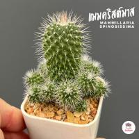 ราคา แมมคริสต์มาส Mammillaria Spinosissima แคคตัส กระบองเพชร cactus succulent (15902468104)