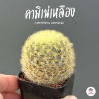 ราคา แมมมิลาเรีย คามิเน่เหลืองดอกขาว Mammillaria carmenae แคคตัส กระบองเพชร cactus succulent (12636547362)