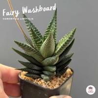 ราคา ฮาโวเทีย Haworthia Limifolia Fairy Washboard ไม้อวบน้ำ กุหลาบหิน cactus succulentหลากหลายสายพันธุ์ (8882145040)