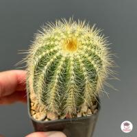 ราคา กลีบมะเฟือง Parodia Magnifica แคคตัส กระบองเพชร cactus succulent (6258706190)