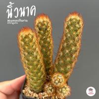 ราคา นิ้วนาค ไซส์เล็ก Mammillaria elongata แคคตัส กระบองเพชร cactus succulent (5031032274)