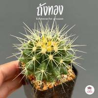 ราคา ถังทอง กระถาง2นิ้ว Echinocactus grusonii แคคตัส กระบองเพชร cactus succulent (7171722130)