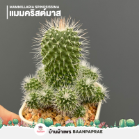 ราคา รวมกระบองเพชรและไม้อวบน้ำ 2 หลากหลายสายพันธุ์ ส่งทั้งกระถาง cactus succulent (16522633843)