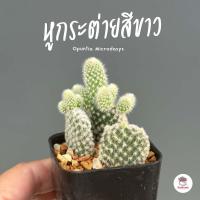 ราคา หูกระต่ายสีขาว Opuntia Microdasys ไม้อวบน้ำ กุหลาบหิน cactus succulent (4783080984)