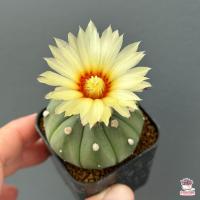 ราคา แอสโตรไฟตัม Astrophytum แคคตัส กระบองเพชร cactus succulent (16413375315)