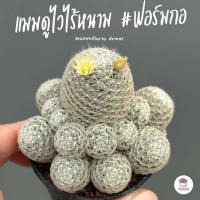 ราคา แมมดูไวไร้หนาม ฟอร์มกอ Mammillaria duwei แคคตัส กระบองเพชร cactus succulent (7651933300)