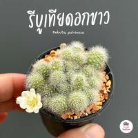 ราคา รีบูเทียดอกขาว Rebutia pulvinosa แคคตัส กระบองเพชร cactus succulent (16524914329)