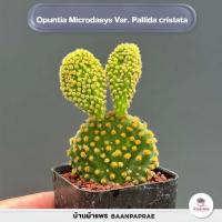 ราคา รวมโอพันเทีย หูกระต่าย Mix Opuntia worthia หลายสายพันธุ์ ส่งทั้งกระถาง cactus succulent (18050334393)