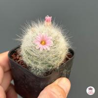 ราคา แมมมิลาเรีย กลาสซิไอ Mammillaria Glassii แคคตัส กระบองเพชร cactus succulent (5451258657)