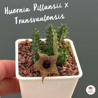 ราคา เก๋งจีน Huernia Pillansii x Transvaalensis แคคตัส กระบองเพชร cactus succulent (9764750838)