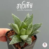 ราคา รวมอโลและฮาโวเทีย Mix Aloe Haworthia หลายสายพันธุ์ ส่งทั้งกระถาง cactus succulent (20020709294)