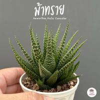 ราคา ม้าทราย Haworthia Picta Concolor ฮาโวเทีย ไม้อวบน้ำ กุหลาบหิน cactus succulentหลากหลายสายพันธุ์ (7159056868)