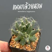 ราคา แมมกล้วยหอม Mammillaria longimamma แคคตัส กระบองเพชร cactus succulent (19217367829)