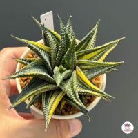 ราคา ม้าเวียนด่าง ฮาโวเทีย Haworthia limifolia variegated ไม้อวบน้ำ กุหลาบหิน cactus succulentหลากหลายสายพันธุ์ (5177698246)