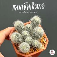 ราคา แมมเข็มเงินกอ กระถาง2 5นิ้ว Mammillaria geminispina แคคตัส กระบองเพชร cactus succulent (4036186485)
