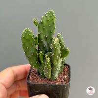 ราคา สามร้อยยอด Opuntia Monacantha แคคตัส กระบองเพชร cactus succulent (7437008805)