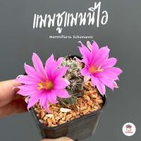ราคา แมมมิลลาเรีย ชูแมนนิไอ Mammillaria Schumannii แคคตัส กระบองเพชร cactus succulent (4529764147)