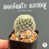 ราคา แมมเม็ดพริกดอกชมพู Mammillaria Prolifera แคคตัส กระบองเพชร cactus succulent (8005973953)