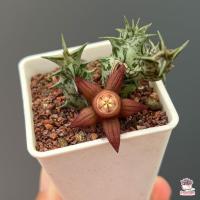 ราคา เก๋งจีน Duvalia sulcata แคคตัส กระบองเพชร cactus succulent (8793661850)