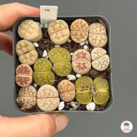 ราคา ไลทอป Lithop Mix แคคตัส กระบองเพชร cactus succulents (8431956903)