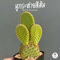 ราคา หูกระต่ายสีส้ม Opuntia Microdasys ไม้อวบน้ำ กุหลาบหิน cactus succulent (17319125129)
