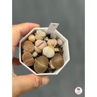 ราคา ไลทอป Lithop Mix แคคตัส กระบองเพชร cactus succulents (7108124880)