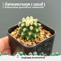 ราคา รวมกระบองเพชรและไม้อวบน้ำ 2 หลากหลายสายพันธุ์ ส่งทั้งกระถาง cactus succulent (16516448387)
