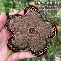 ราคา เก๋งจีนพรมเปอร์เซีย Edithcolea Grandis แคคตัส กระบองเพชร cactus succulent (8648400842)