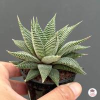 ราคา รวมอโลและฮาโวเทีย Mix Aloe Haworthia หลายสายพันธุ์ ส่งทั้งกระถาง cactus succulent (18662693588)
