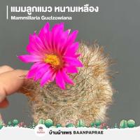 ราคา รวมกระบองเพชรและไม้อวบน้ำ 2 หลากหลายสายพันธุ์ ส่งทั้งกระถาง cactus succulent (17523826406)