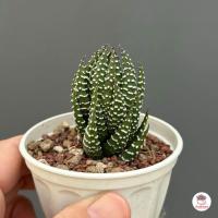 ราคา รวมอโลและฮาโวเทีย Mix Aloe Haworthia หลายสายพันธุ์ ส่งทั้งกระถาง cactus succulent (18662801302)