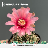 ราคา รวมกระบองเพชรและไม้อวบน้ำ 2 หลากหลายสายพันธุ์ ส่งทั้งกระถาง cactus succulent (17663286969)
