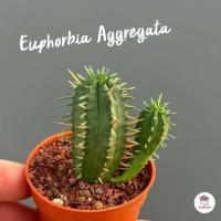 ราคา Euphorbia Aggregata ต้นเดี่ยว แคคตัส กระบองเพชร cactus succulent (8643001161)
