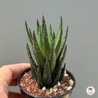 ราคา รวมอโลและฮาโวเทีย Mix Aloe Haworthia หลายสายพันธุ์ ส่งทั้งกระถาง cactus succulent (18662743270)