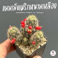 ราคา แมมเม็ดพริกหนามเหลือง Mammillaria Prolifera var Haitiensis แคคตัส กระบองเพชร cactus succulent (6659942151)
