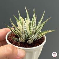 ราคา รวมอโลและฮาโวเทีย Mix Aloe Haworthia หลายสายพันธุ์ ส่งทั้งกระถาง cactus succulent (18698205297)