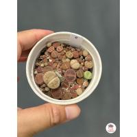 ราคา ไลทอป Lithop Mix แคคตัส กระบองเพชร cactus succulents (4528636714)