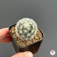 ราคา แมมมิลาเรีย คามิเน่ขาว Mammillaria carmenae แคคตัส กระบองเพชร cactus succulent (4551982607)