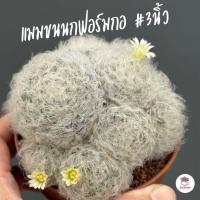 ราคา แมมขนนกฟอร์มกอ 3นิ้ว Mammillaria Plumosa แคคตัส กระบองเพชร cactus succulent (18528074737)