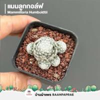 ราคา รวมกระบองเพชรและไม้อวบน้ำ 2 หลากหลายสายพันธุ์ ส่งทั้งกระถาง cactus succulent (16522686382)