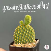 ราคา หูกระต่ายสีเหลืองดอทใหญ่ Opuntia Microdasys Var Pallida ไม้อวบน้ำ กุหลาบหิน cactus succulent (18012414231)
