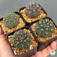 ราคา รวมกระบองเพชรและไม้อวบน้ำ 2 หลากหลายสายพันธุ์ ส่งทั้งกระถาง cactus succulent (19307515724)