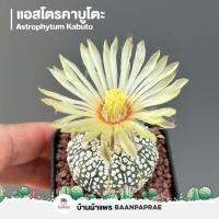 ราคา รวมกระบองเพชรและไม้อวบน้ำ 2 หลากหลายสายพันธุ์ ส่งทั้งกระถาง cactus succulent (18867421834)