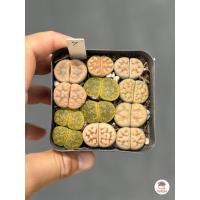 ราคา ไลทอป Lithop Mix แคคตัส กระบองเพชร cactus succulents (4457424192)