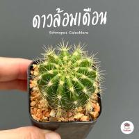 ราคา ดาวล้อมเดือน กระถาง3นิ้ว Echinopsis Calochlora แคคตัส กระบองเพชร cactus succulent (11652404003)