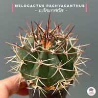 ราคา เมโลแคคตัส Melocactus pachyacanthus แคคตัส กระบองเพชร cactus succulent (16974542414)