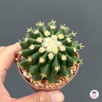 ราคา ถังทอง หนามสั้น Echinocactus grusonii var intermedius แคคตัส กระบองเพชร cactus succulent (4529704961)