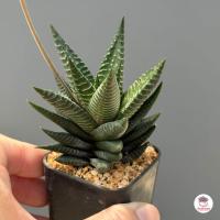 ราคา รวมอโลและฮาโวเทีย Mix Aloe Haworthia หลายสายพันธุ์ ส่งทั้งกระถาง cactus succulent (18662584599)