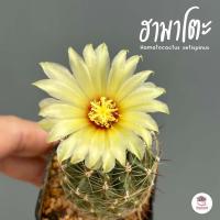 ราคา ฮามาโตะ กระถาง2นิ้ว Hamatocactus setispinus แคคตัส กระบองเพชร cactus succulent (19274643382)